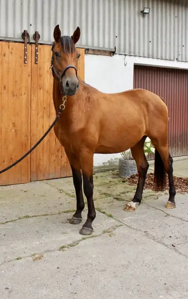 Toller Kumpel des Zoom sucht förderndes Zuhause