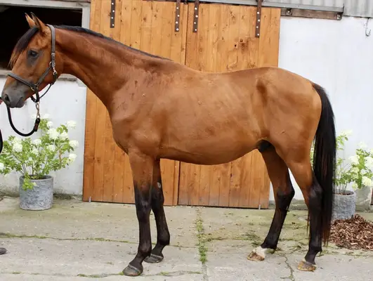 Toller Kumpel des Zoom sucht förderndes Zuhause