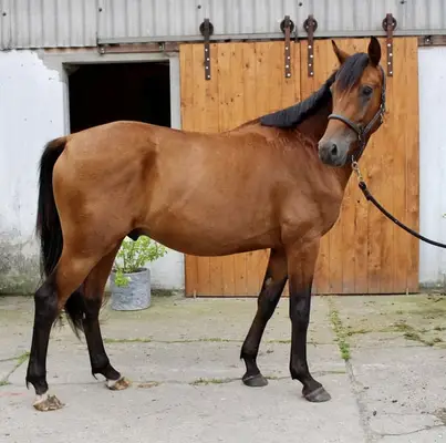 Toller Kumpel des Zoom sucht förderndes Zuhause