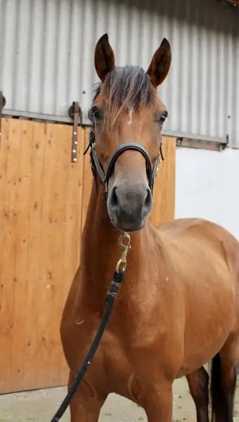 Toller Kumpel des Zoom sucht förderndes Zuhause