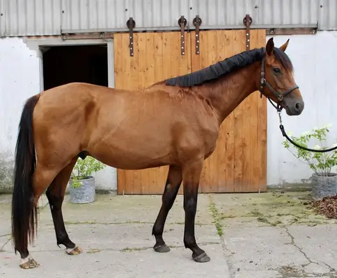 Toller Kumpel des Zoom sucht förderndes Zuhause