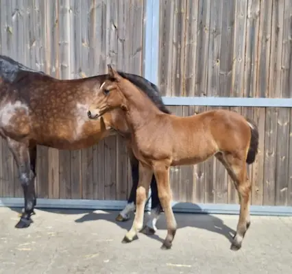 Hija de VDL Cartello de la línea de Qlassic Bois Margot
