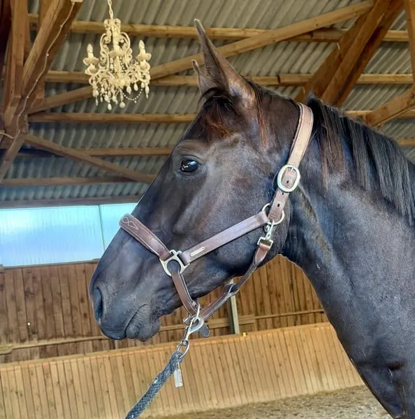 Schicker dunkelbrauner Wallach mit erstklassigem Pedigree