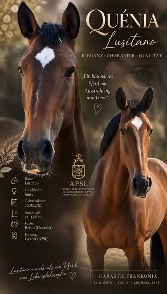 APSL Lusitano, jument approuvée grande