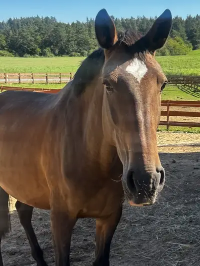 APSL Lusitano, Stute gekört groß