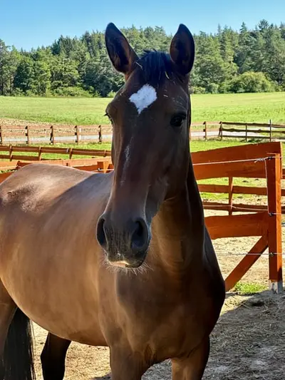 APSL Lusitano, Stute gekört groß
