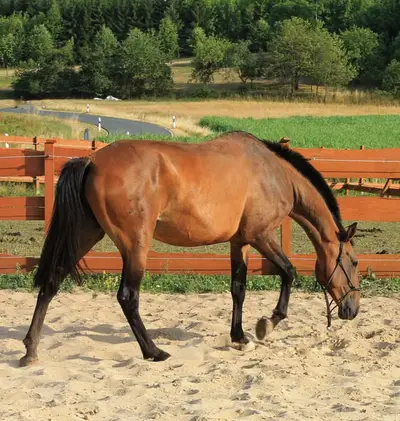 APSL Lusitano, Stute gekört groß