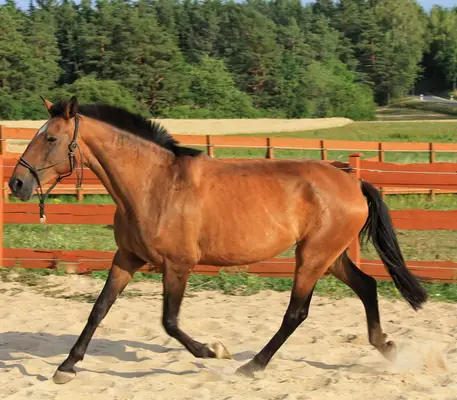 APSL Lusitano, Stute gekört groß