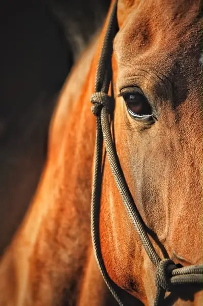 APSL Lusitano, Stute gekört groß