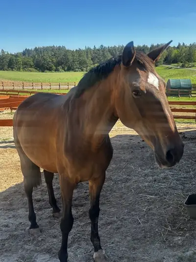APSL Lusitano, Stute gekört groß