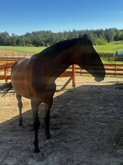 APSL Lusitano, Stute gekört groß