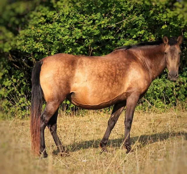 Gekörte PRE Zuchtstute Buckskin