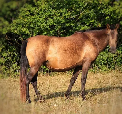 Yegua de cría PRE calificada Buckskin