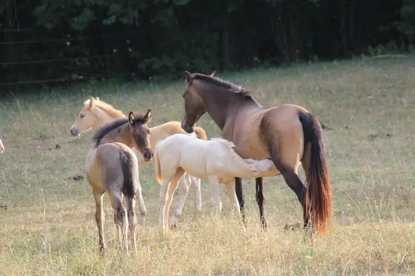 Gekörte PRE Zuchtstute Buckskin