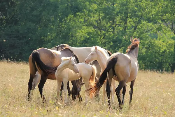 Gekörte PRE Zuchtstute Buckskin