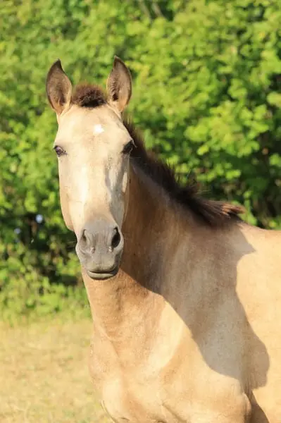 Gekörte PRE Zuchtstute Buckskin