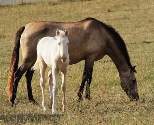 Gekörte PRE Zuchtstute Buckskin