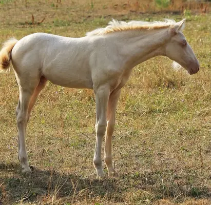 Perlino Cremello PRE Stutfohlen Solana