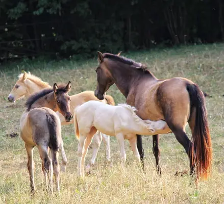 Perlino Cremello PRE Stutfohlen Solana