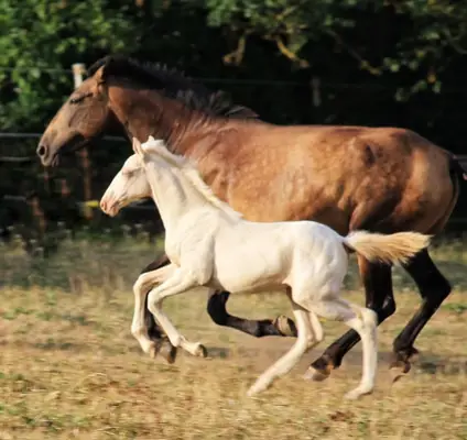 Perlino Cremello PRE Stutfohlen Solana