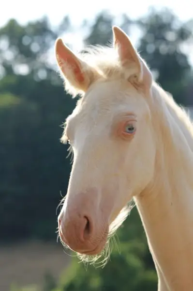 Perlino Cremello PRE Stutfohlen Solana