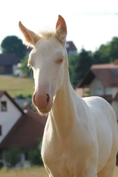 Perlino Cremello PRE Stutfohlen Solana