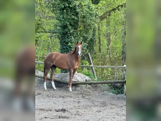AUSSERGEWÖHNLICH HÜBSCHE STUTE