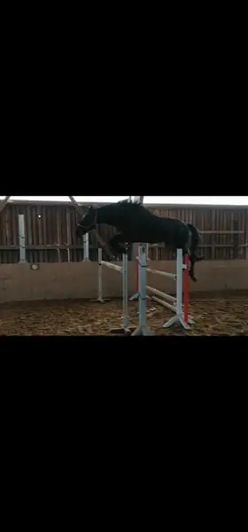 Talentiertes Springpferd
