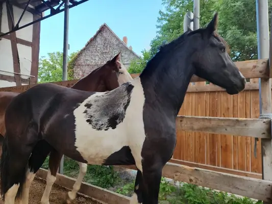 Frison croisé Tinker, cheval baroque à la présentation de rêve