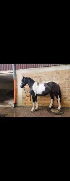 Friese mal Tinker, Barockpferd in traumhafter Aufmachung