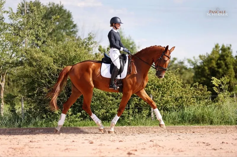 Wallach – Hannoveraner – 5 Jahre – Dressur – Frankreich