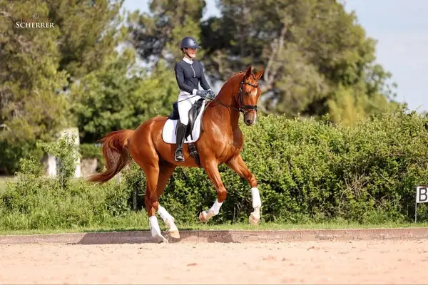 Wallach – Hannoveraner – 5 Jahre – Dressur – Frankreich