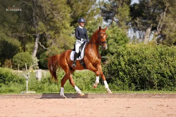 Wallach – Hannoveraner – 5 Jahre – Dressur – Frankreich