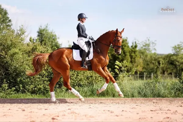 Wallach – Hannoveraner – 5 Jahre – Dressur – Frankreich