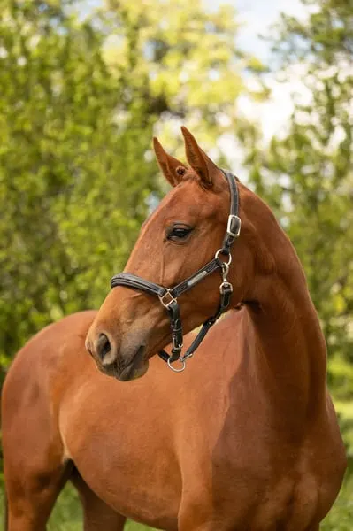 Stute – Belgisches Warmblut (BWP) – 2 Jahre alt – Dressur – Frankreich