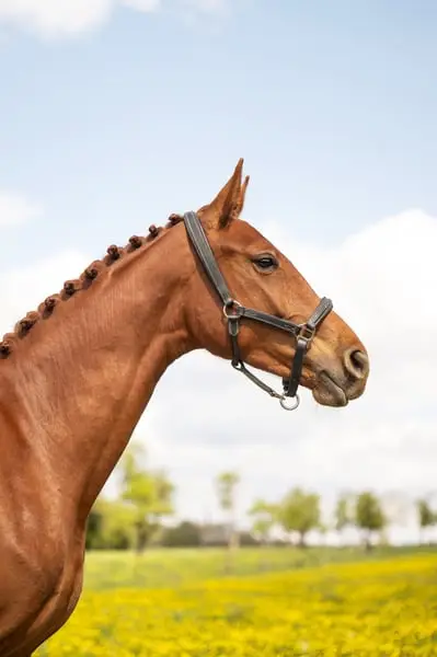 Stute – Belgisches Warmblut (BWP) – 2 Jahre alt – Dressur – Frankreich