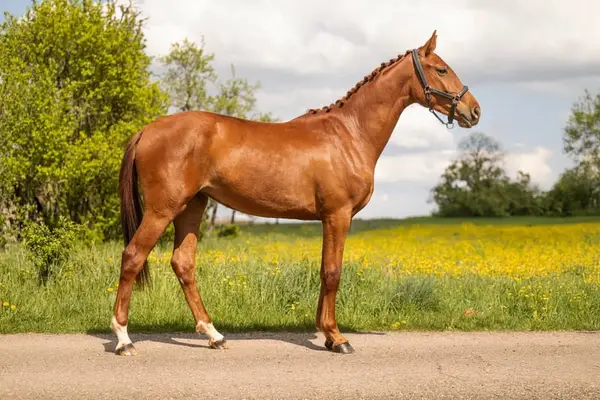 Stute – Belgisches Warmblut (BWP) – 2 Jahre alt – Dressur – Frankreich