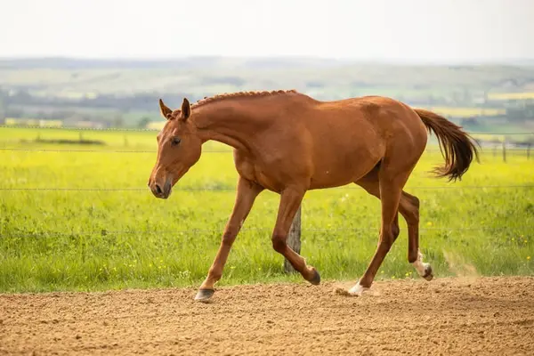 Stute – Belgisches Warmblut (BWP) – 2 Jahre alt – Dressur – Frankreich