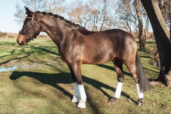 Caballo castrado – Poni de silla alemán – 6 años – Doma clásica – Francia