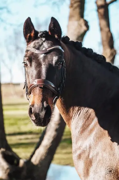 Wallach – Deutsches Reitpony – 6 Jahre alt – Dressur – Frankreich