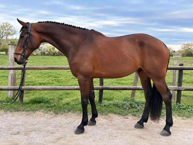 Wallach, Selle Français, 9 Jahre alt, für Springen, Vielseitigkeit und Dressur, Frankreich