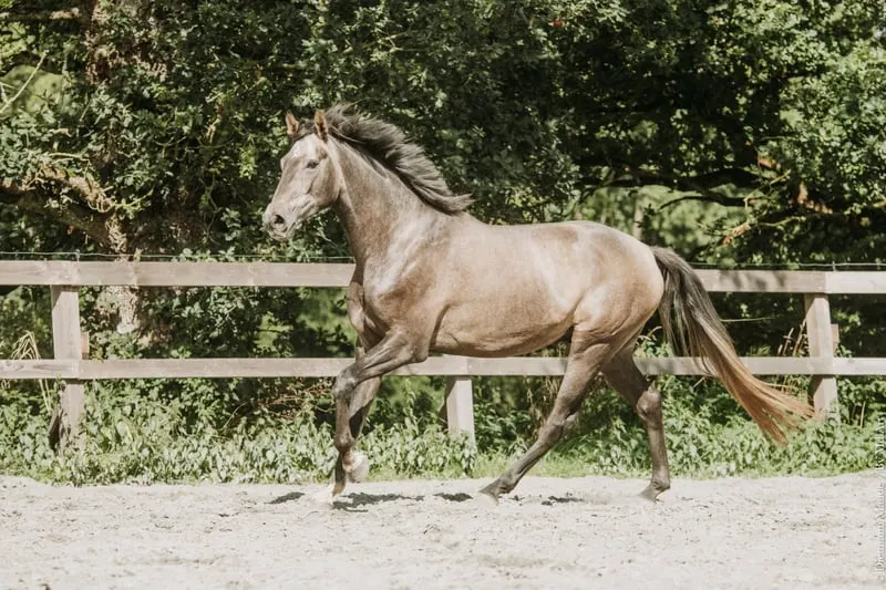 Wallach-Luso Warmblut, 4 Jahre, Dressur / Vielseitigkeit, Frankreich