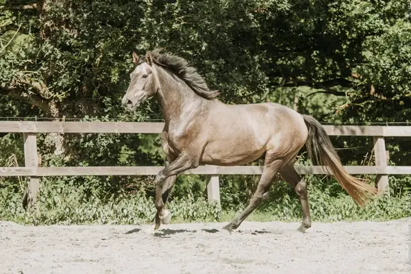 Wallach-Luso Warmblut, 4 Jahre, Dressur / Vielseitigkeit, Frankreich