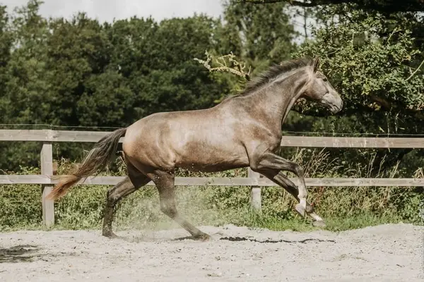 Wallach-Luso Warmblut, 4 Jahre, Dressur / Vielseitigkeit, Frankreich
