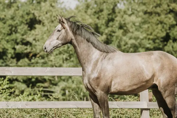 Wallach-Luso Warmblut, 4 Jahre, Dressur / Vielseitigkeit, Frankreich