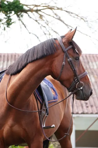 Stute – Selle Français – 4 Jahre alt – Springen, Hunter – Frankreich