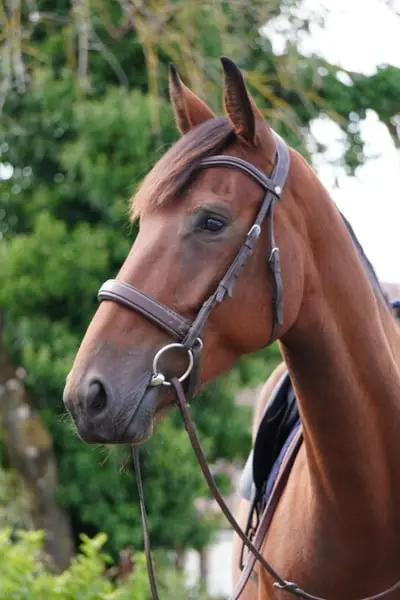 Stute – Selle Français – 4 Jahre alt – Springen, Hunter – Frankreich