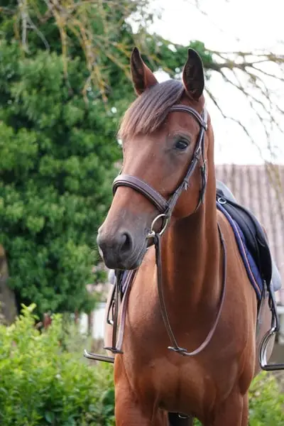 Stute – Selle Français – 4 Jahre alt – Springen, Hunter – Frankreich
