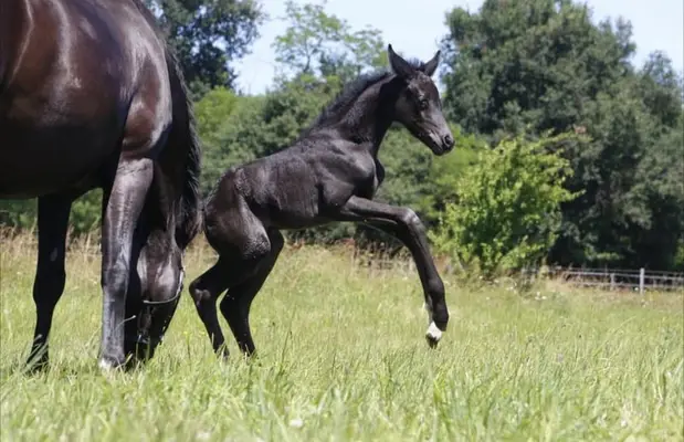 Foal – CDF – 2026 – Dressage – France