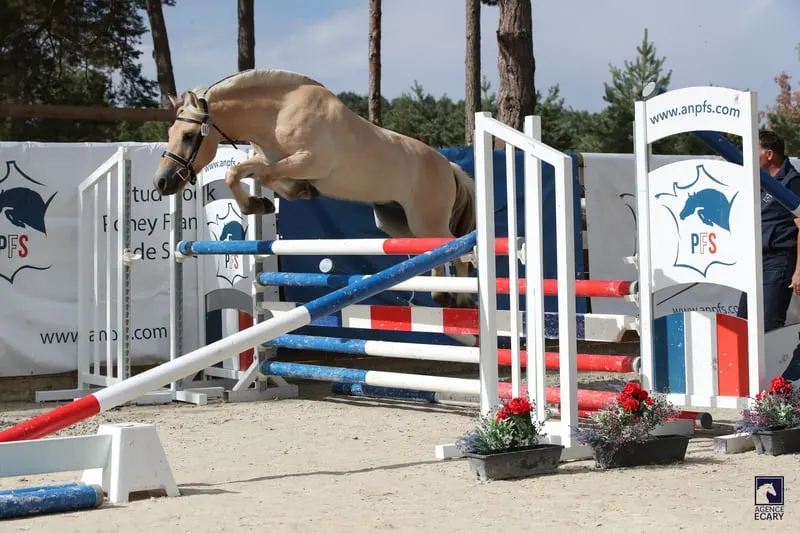 Wallach – Fjord – 3 Jahre alt – Springen, Vielseitigkeit, Dressur – Frankreich